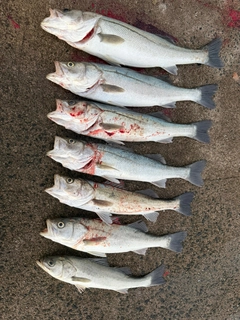 シーバスの釣果