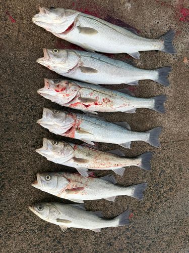 シーバスの釣果