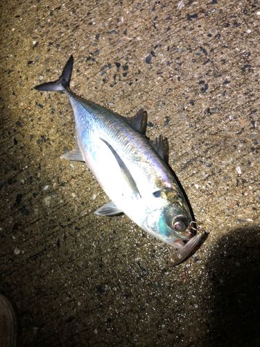 オニアジの釣果