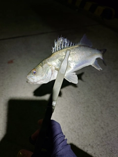 セイゴ（マルスズキ）の釣果