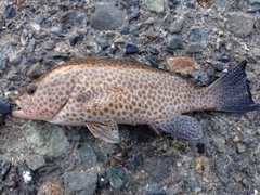 オオモンハタの釣果