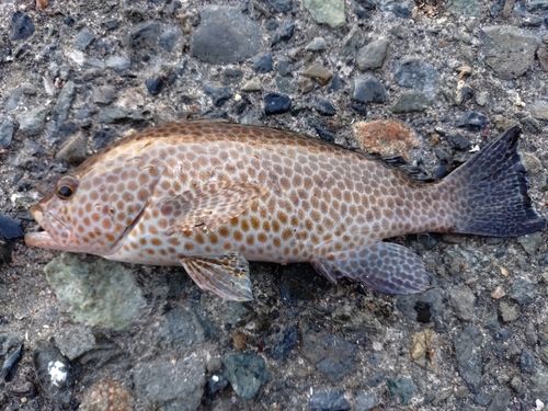 オオモンハタの釣果