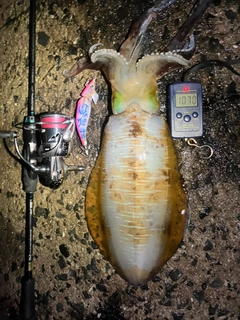 アオリイカの釣果