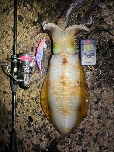 アオリイカの釣果