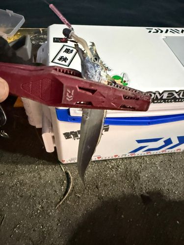 タチウオの釣果