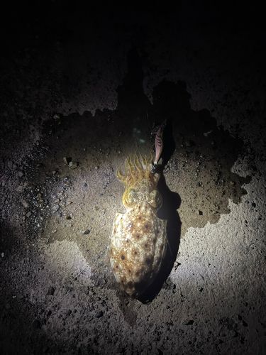 コウイカの釣果