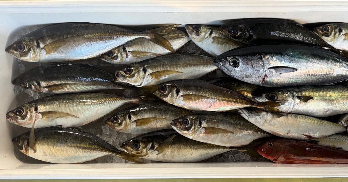 DREAM LAND RESORTさんの釣果 1枚目の画像