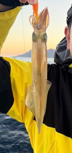 イカの釣果