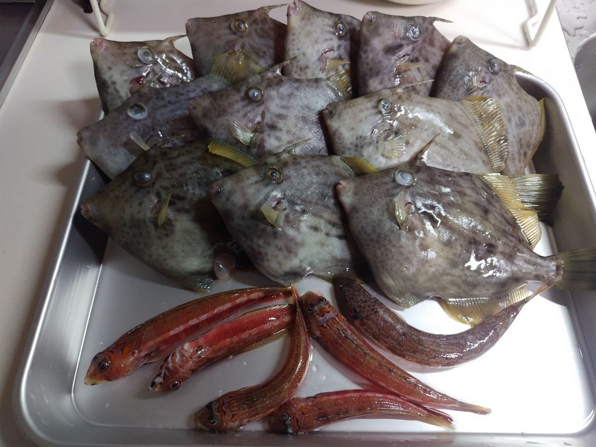 風のふ〜こ丸♂さんの釣果 2枚目の画像