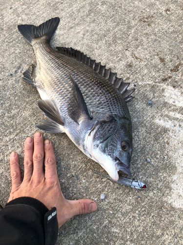 チヌの釣果