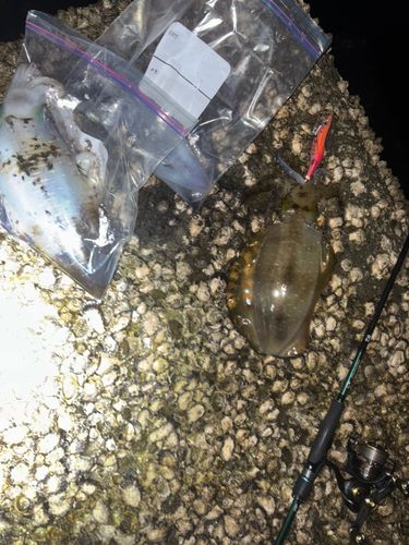 アオリイカの釣果
