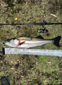 シーバスの釣果
