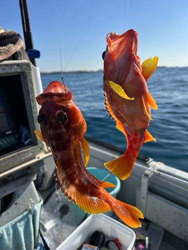 アカハタの釣果