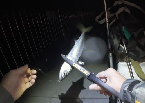 サバの釣果