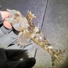 アサヒアナハゼの釣果