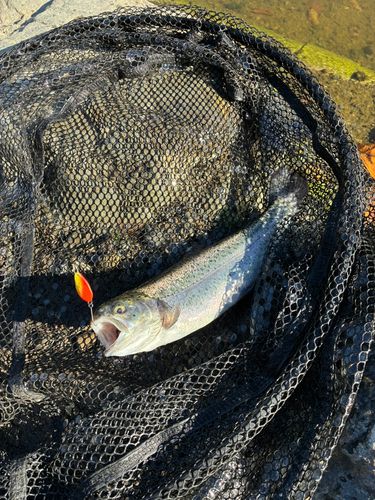 ニジマスの釣果