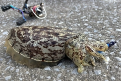 コウイカの釣果