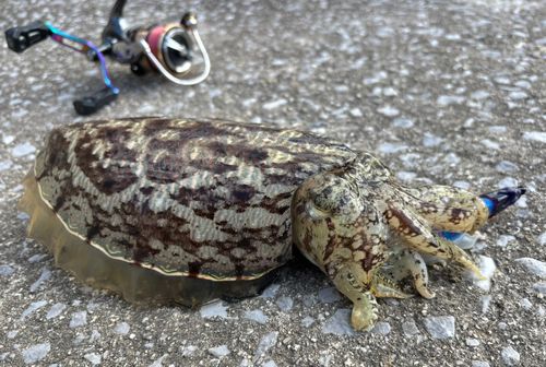コウイカの釣果