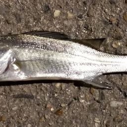 セイゴ（マルスズキ）