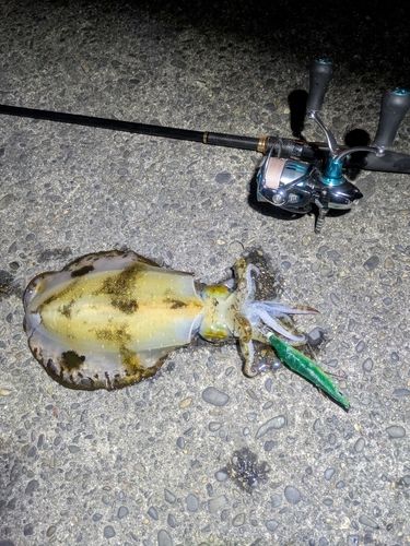 東京湾（富津〜金谷）