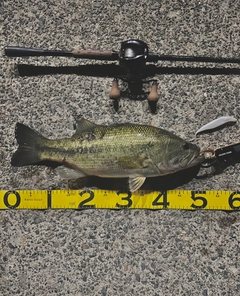 ブラックバスの釣果