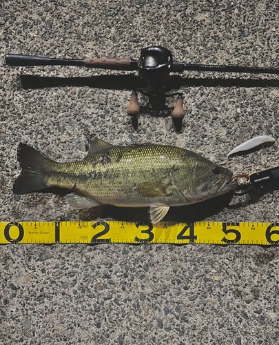 ブラックバスの釣果