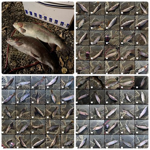 ニジマスの釣果