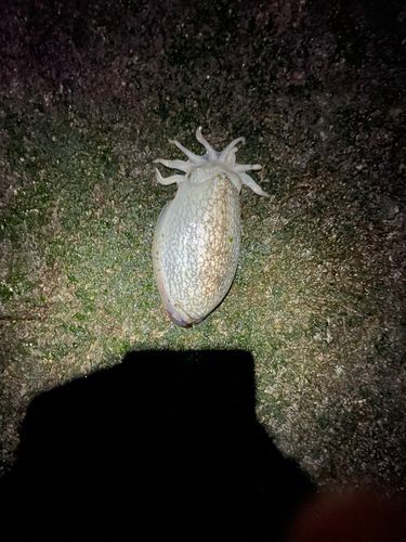 モンゴウイカの釣果