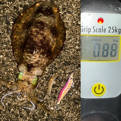 アオリイカの釣果