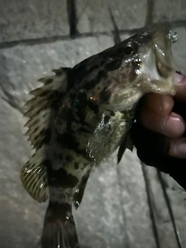 タケノコメバルの釣果
