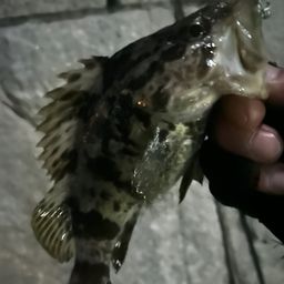 タケノコメバル