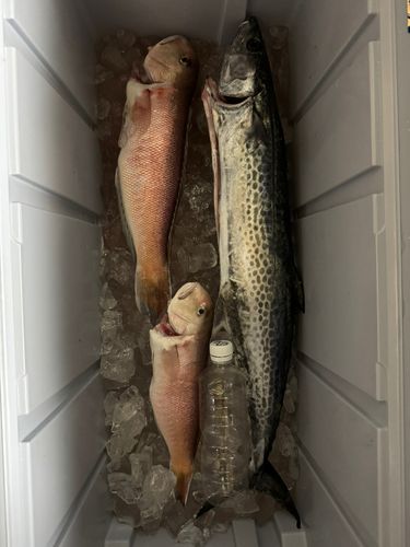 シロアマダイの釣果