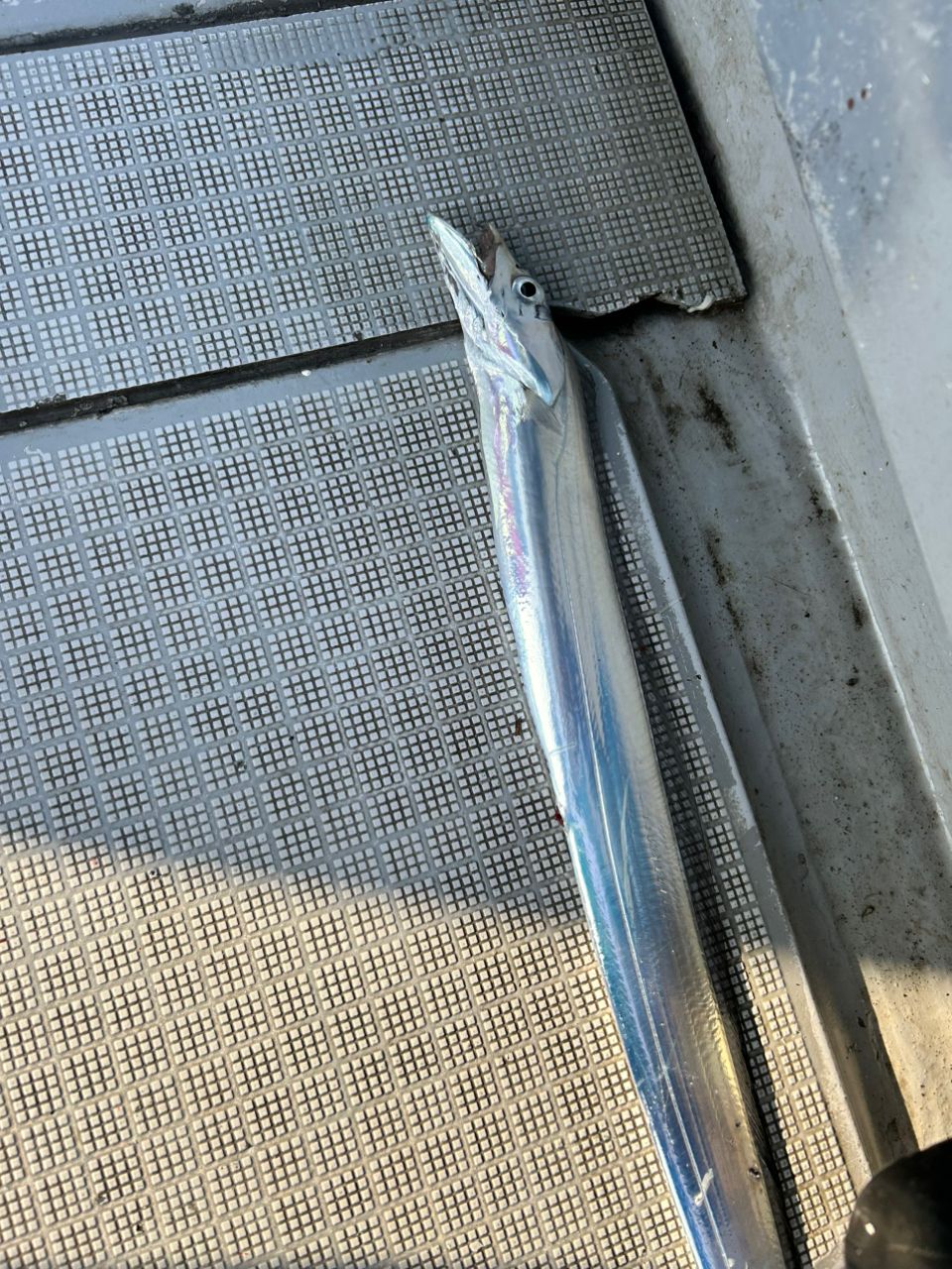 hikahika686868さんの釣果 2枚目の画像