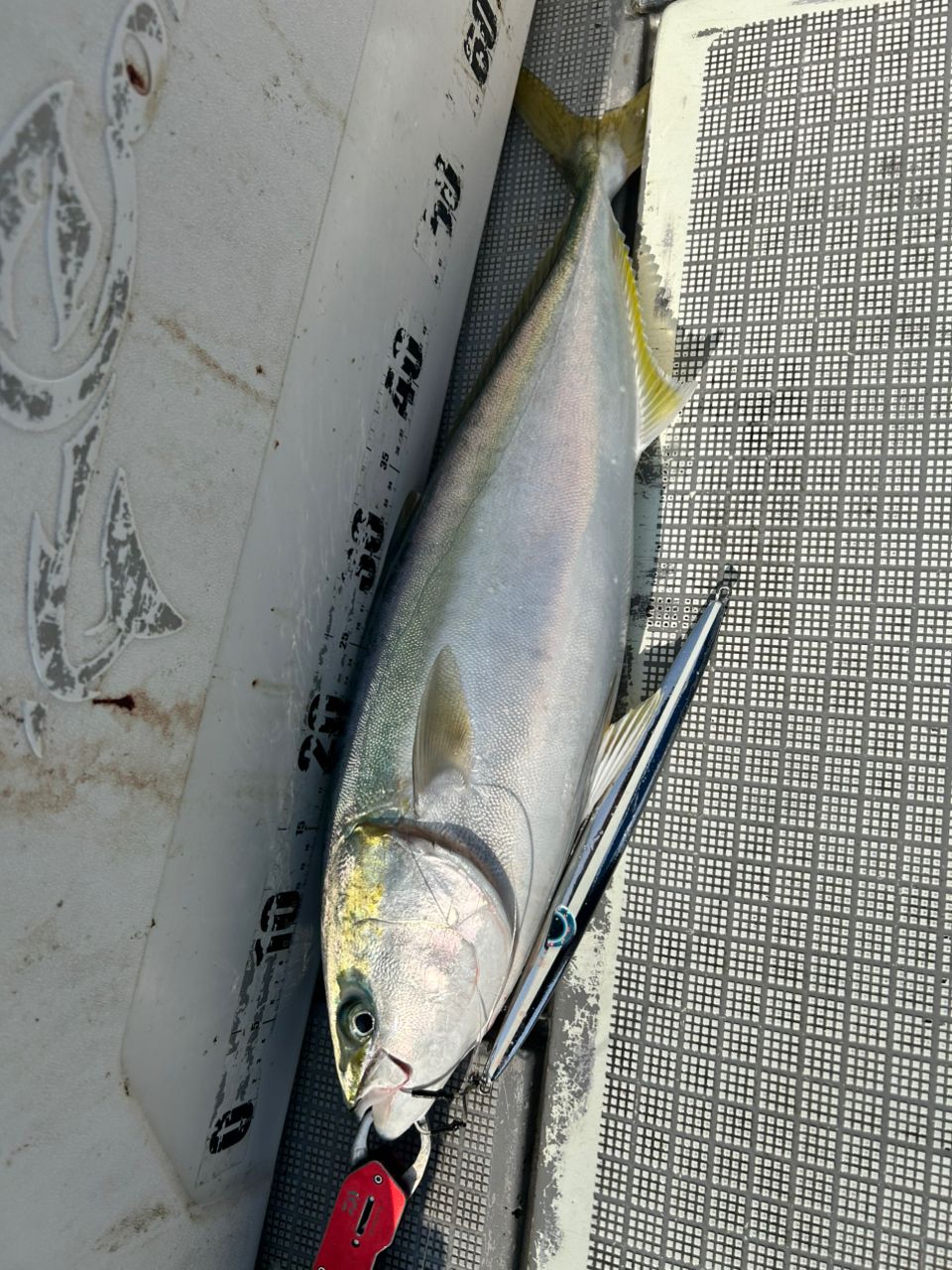 hikahika686868さんの釣果 2枚目の画像