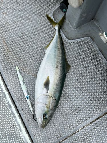 ハマチの釣果