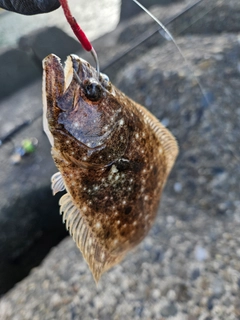ヒラメの釣果