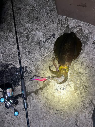 内浦湾（沼津）