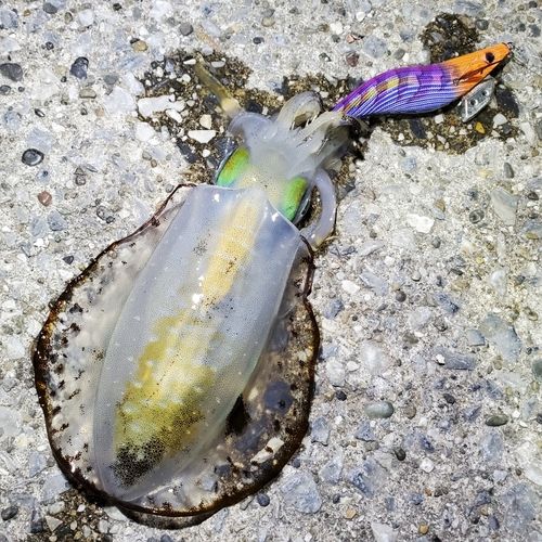 アオリイカの釣果