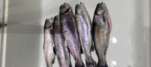 ニジマスの釣果