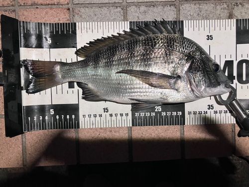 クロダイの釣果