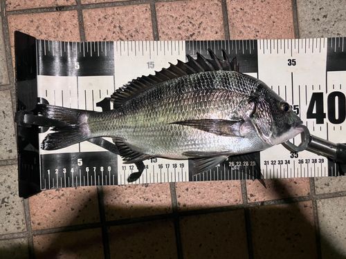 クロダイの釣果