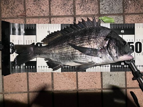 クロダイの釣果