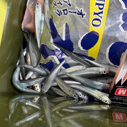 トウゴロウイワシ