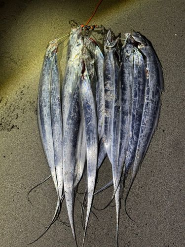 タチウオの釣果