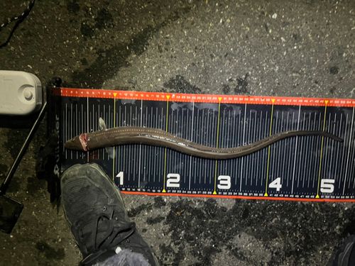 東京湾（アクアライン〜富津）