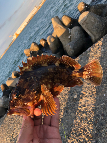 アラカブの釣果