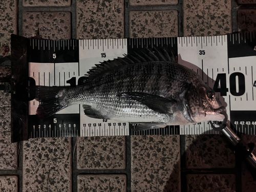 クロダイの釣果