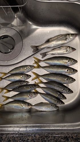 アジの釣果