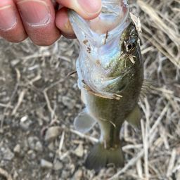 ラージマウスバス