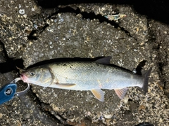 マルタウグイの釣果